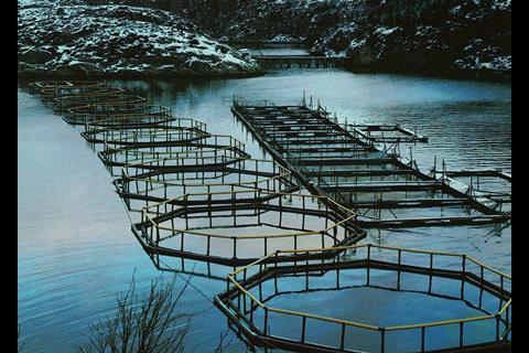 Growout farm in the 1970s